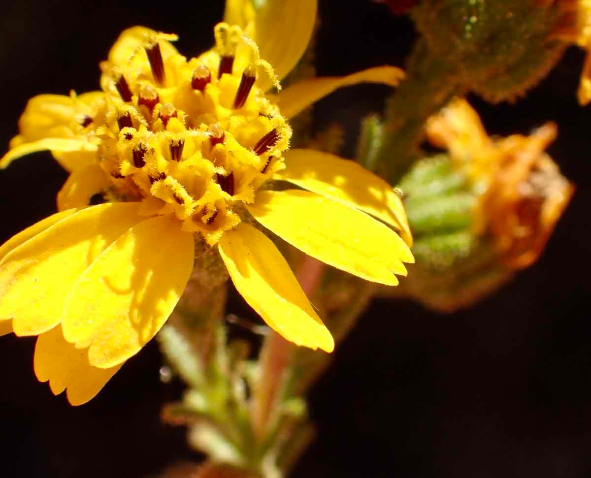 Deinandra floribunda