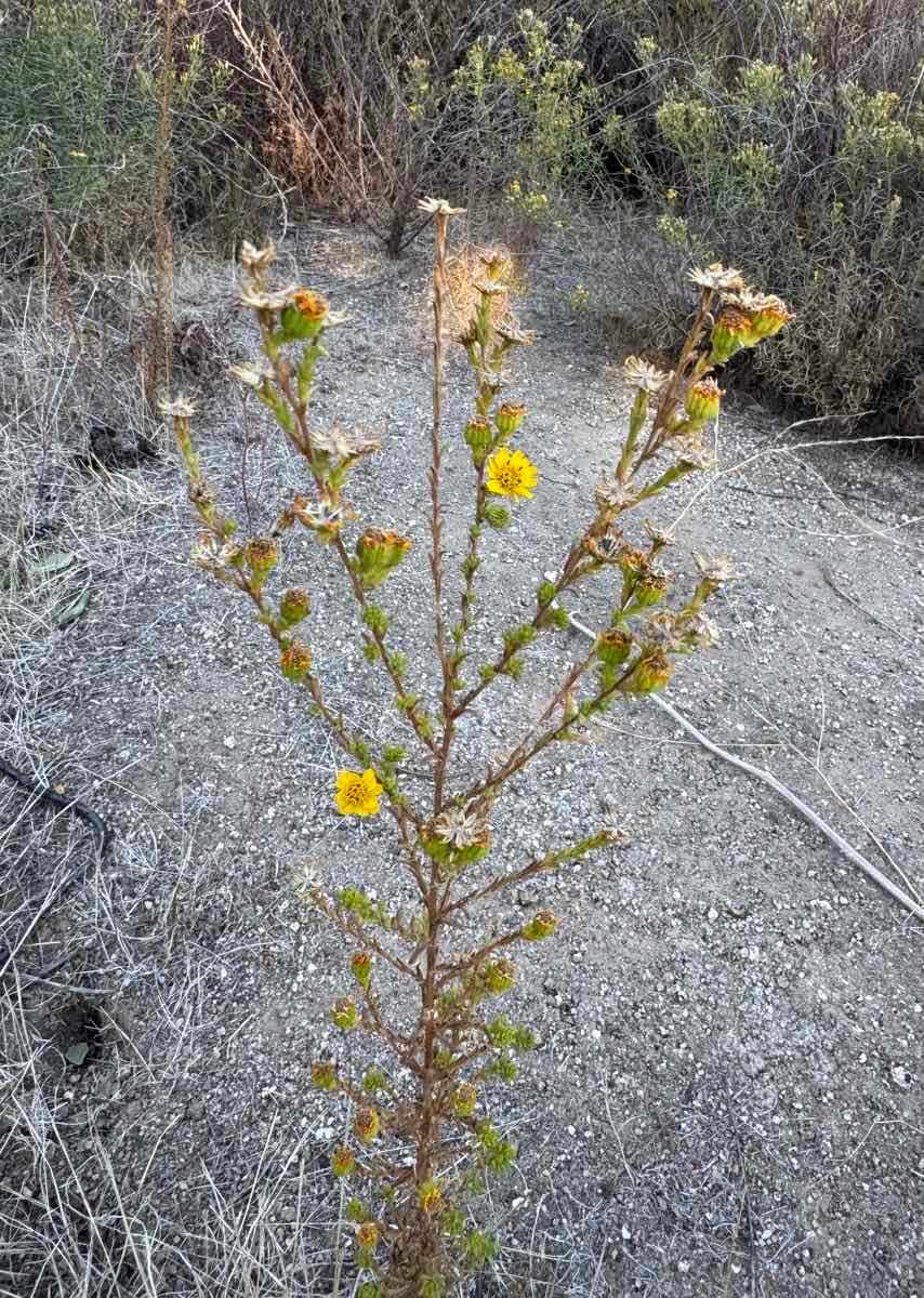 Deinandra floribunda