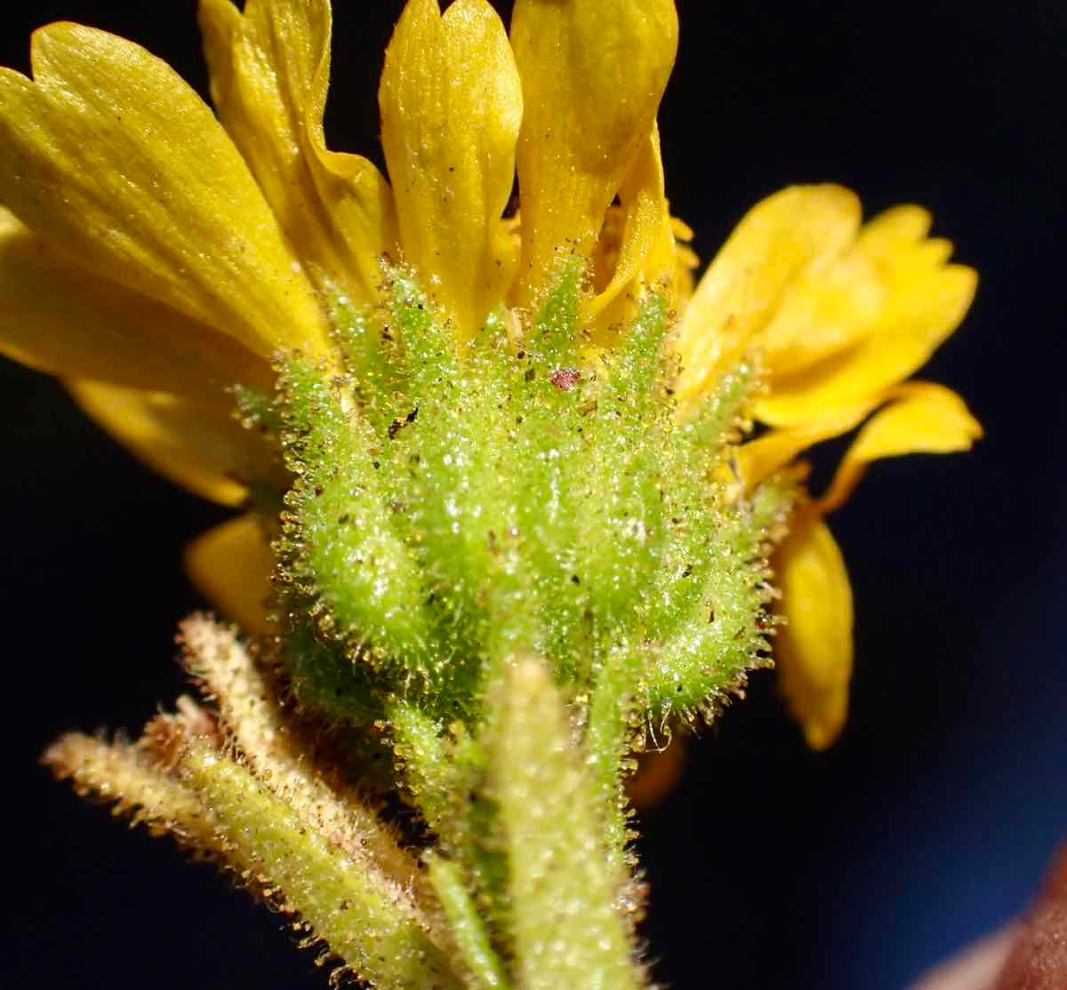 Deinandra floribunda