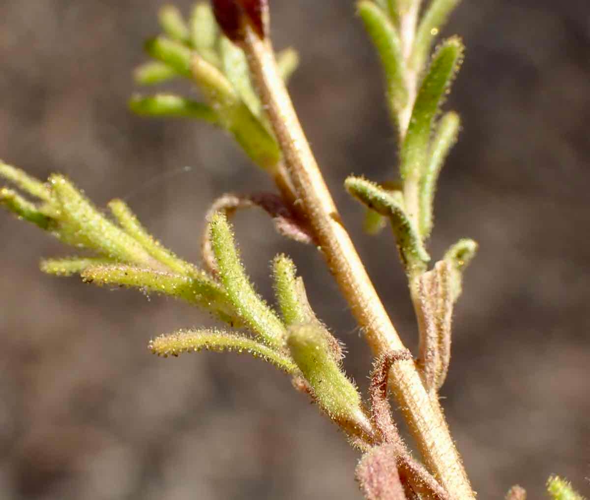 Deinandra floribunda