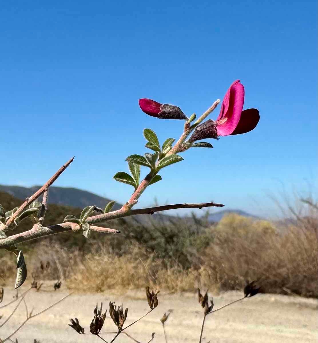 Pickeringia montana var. tomentosa