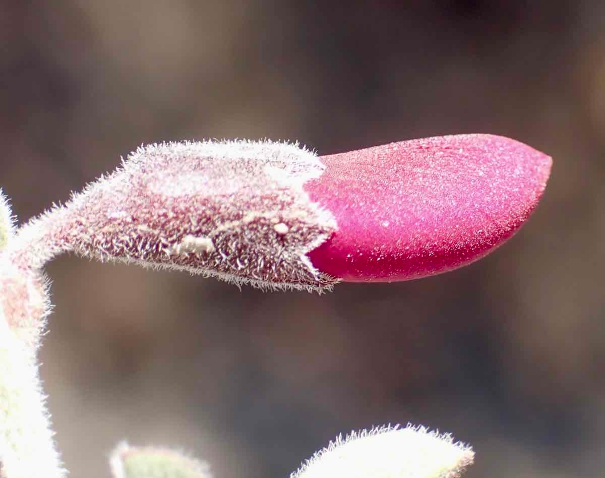 Pickeringia montana var. tomentosa