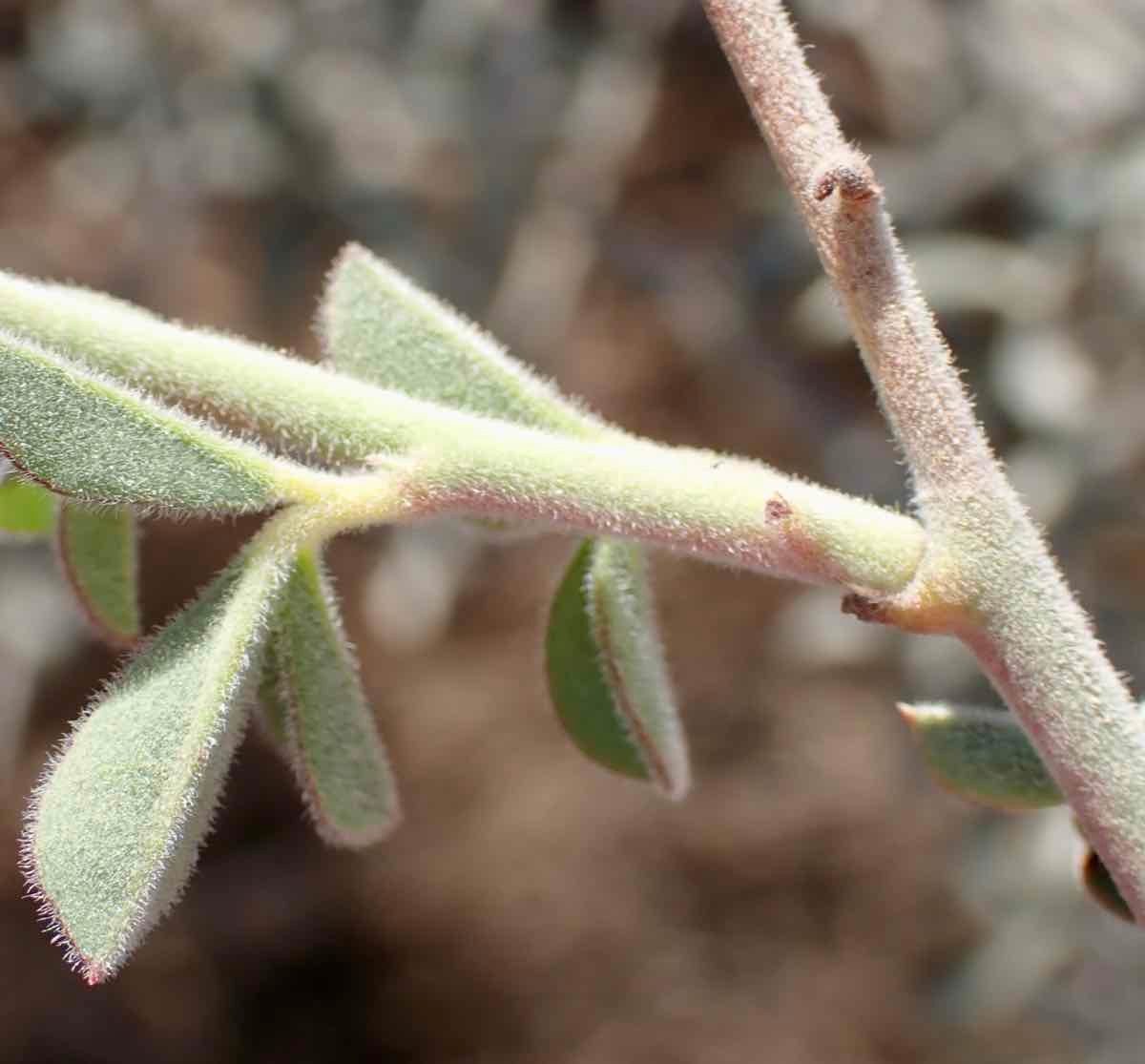 Pickeringia montana var. tomentosa