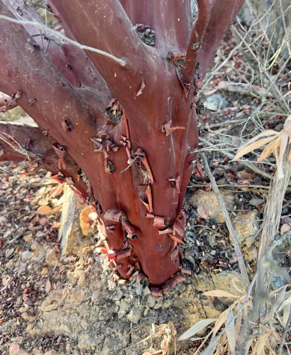 Arctostaphylos otayensis