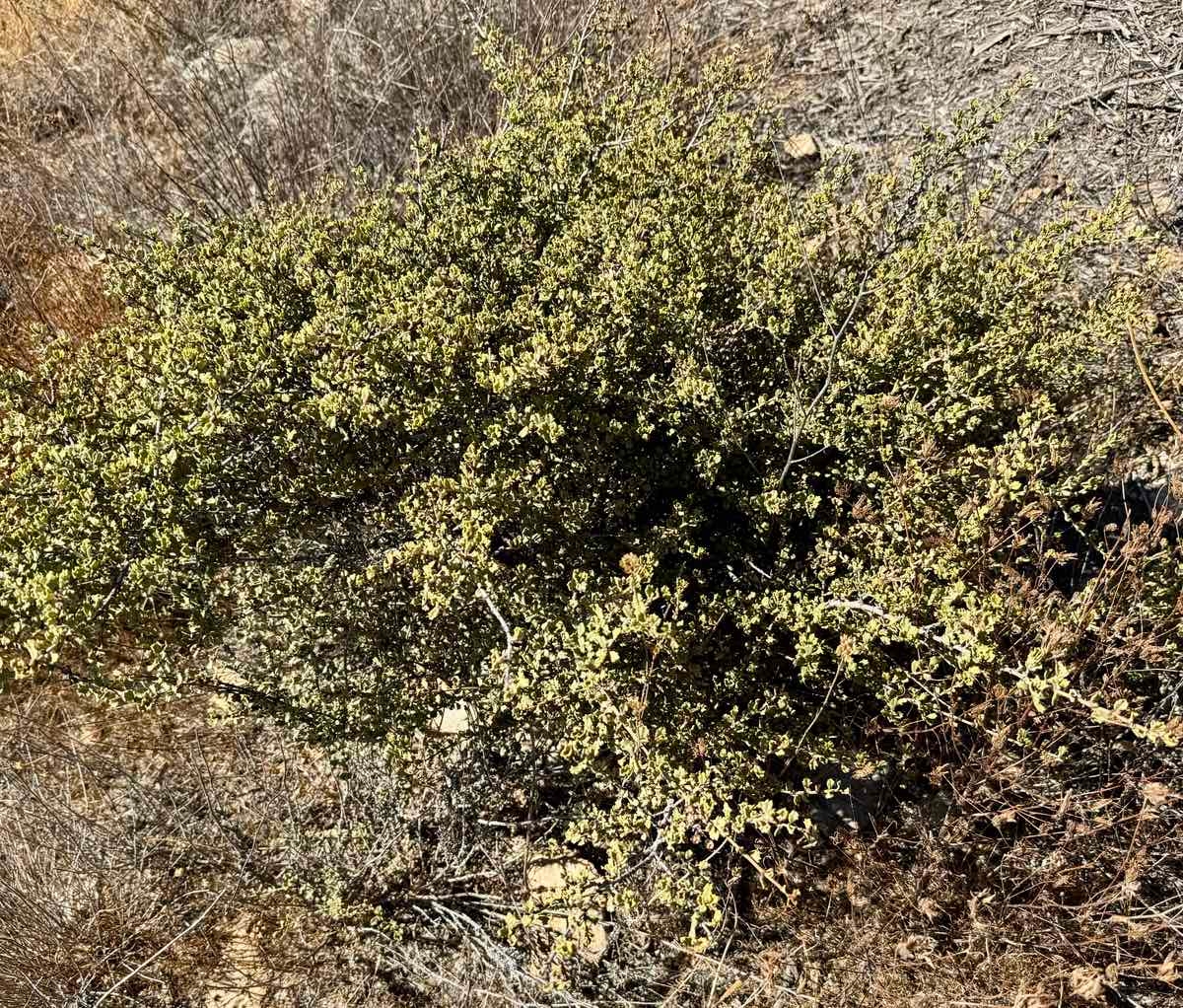 Ceanothus otayensis