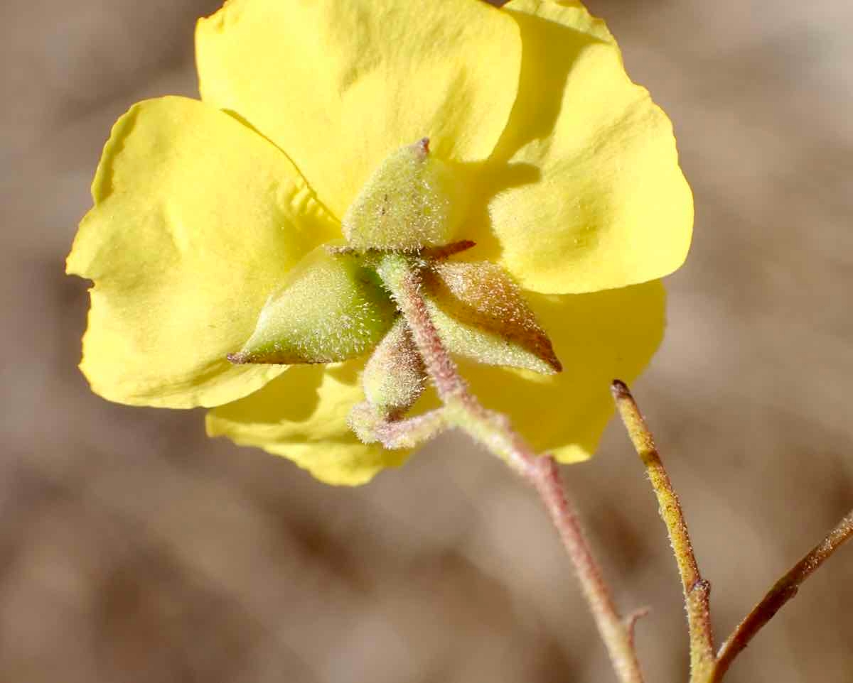 Crocanthemum aldersonii