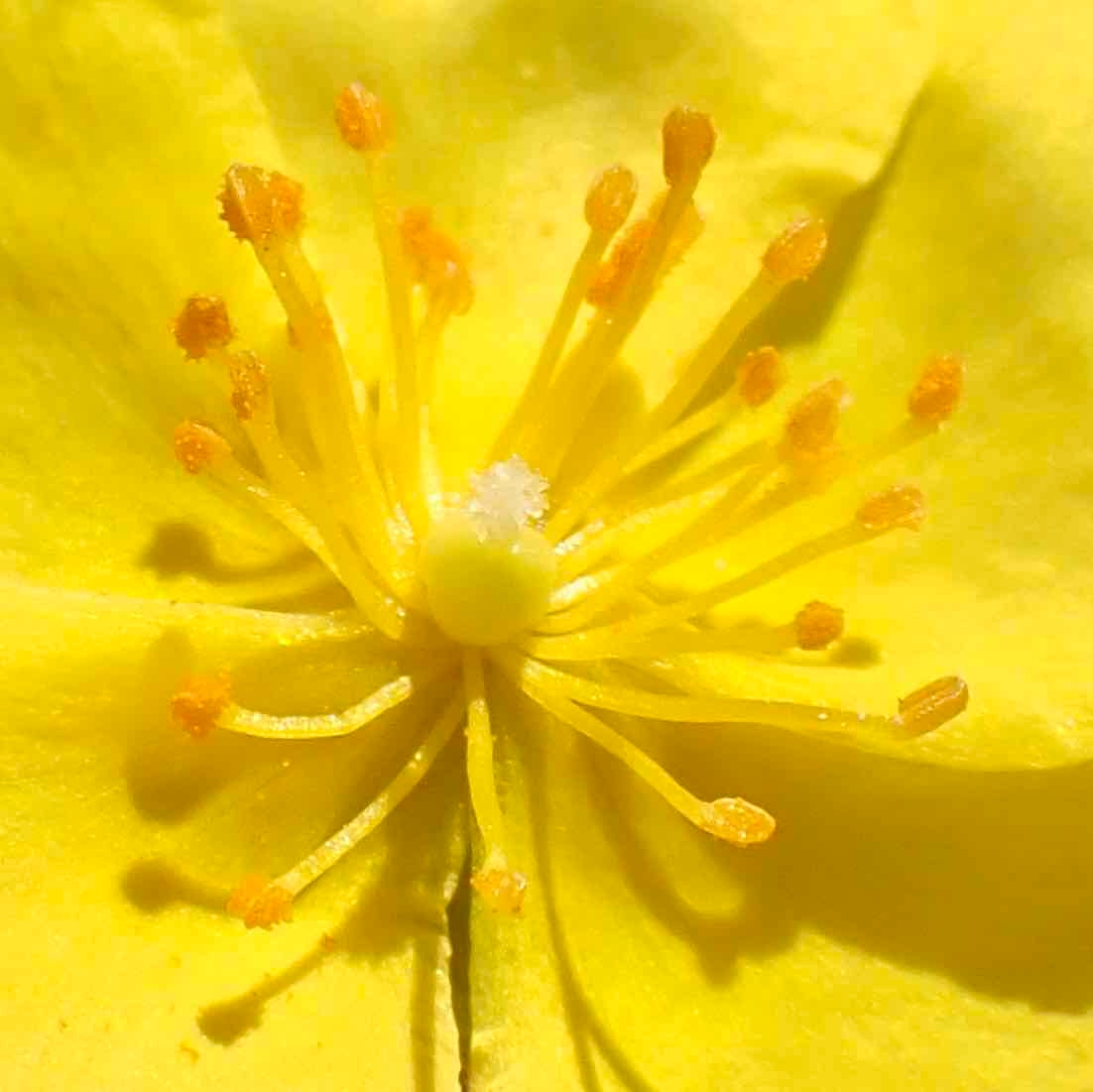 Crocanthemum aldersonii