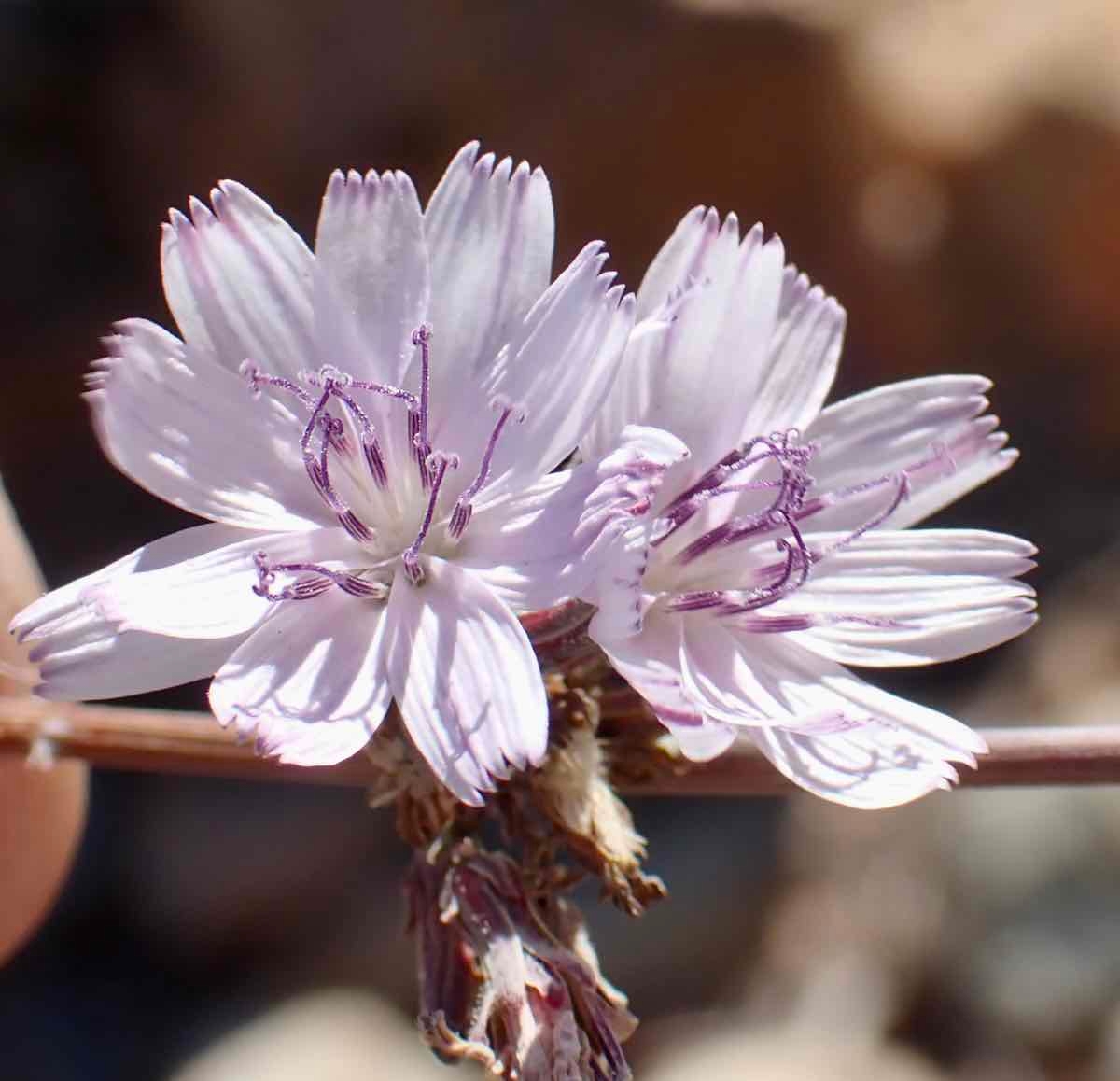 Stephanomeria diegensis