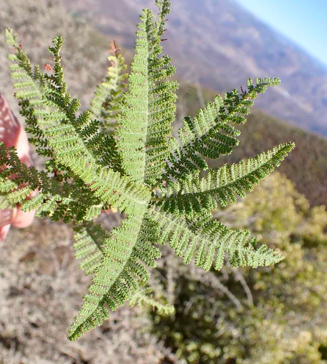 Chamaebatia australis