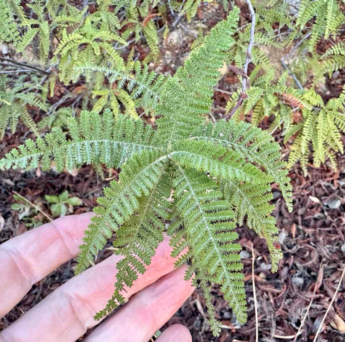 Chamaebatia australis