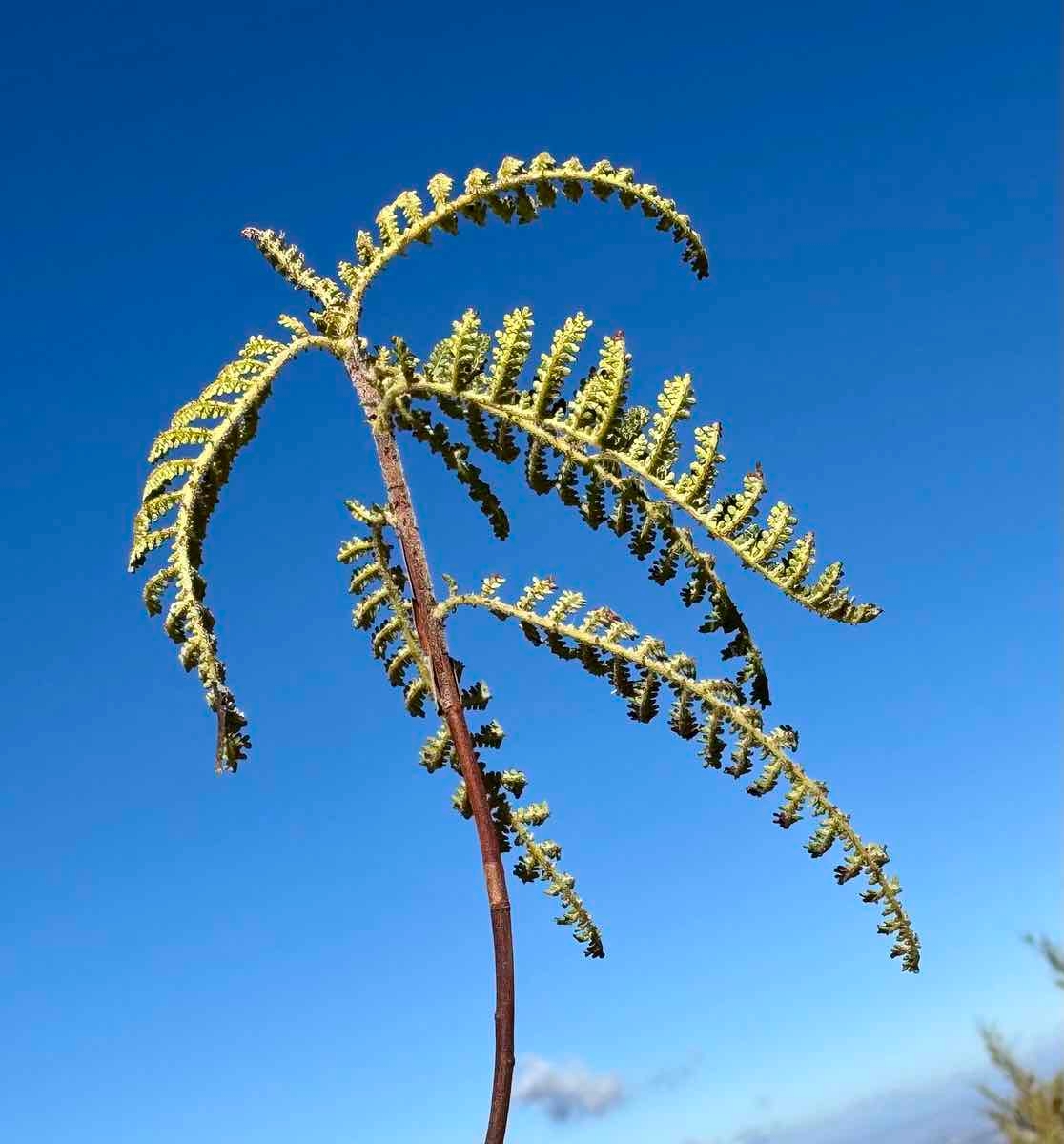 Chamaebatia australis