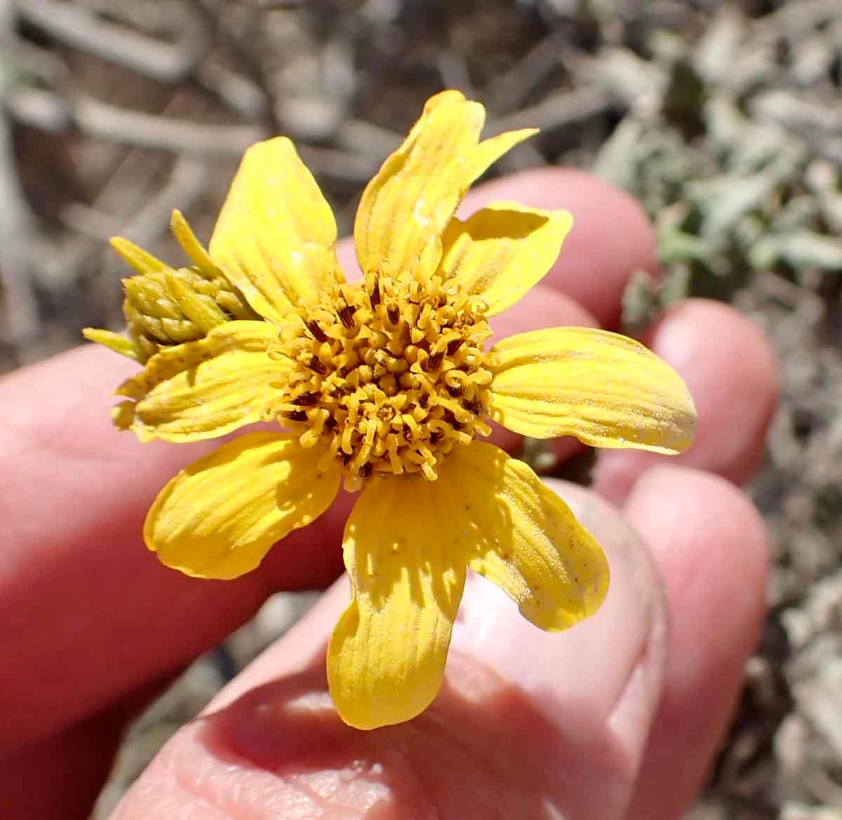 Bahiopsis laciniata