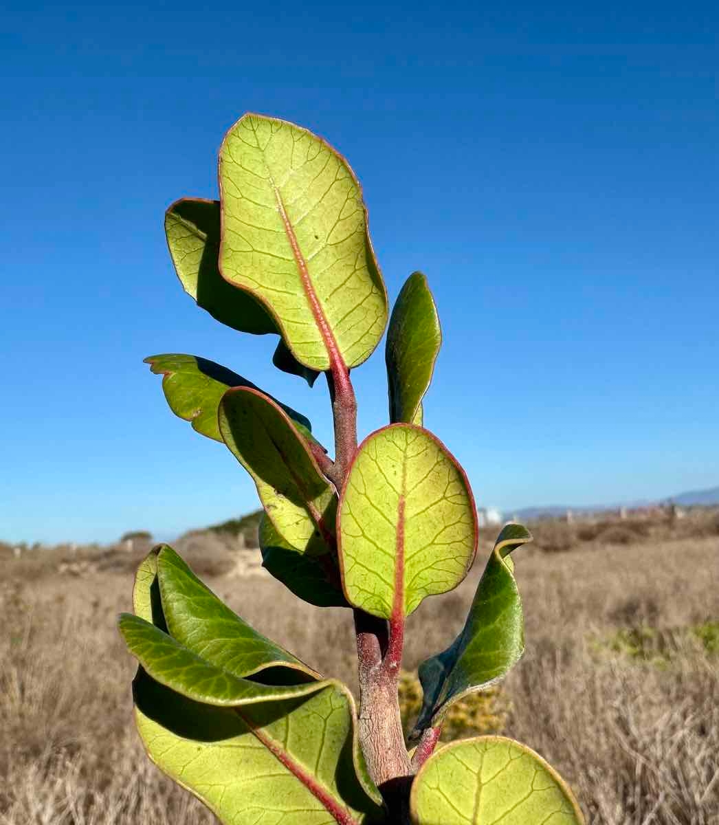 Rhus integrifolia