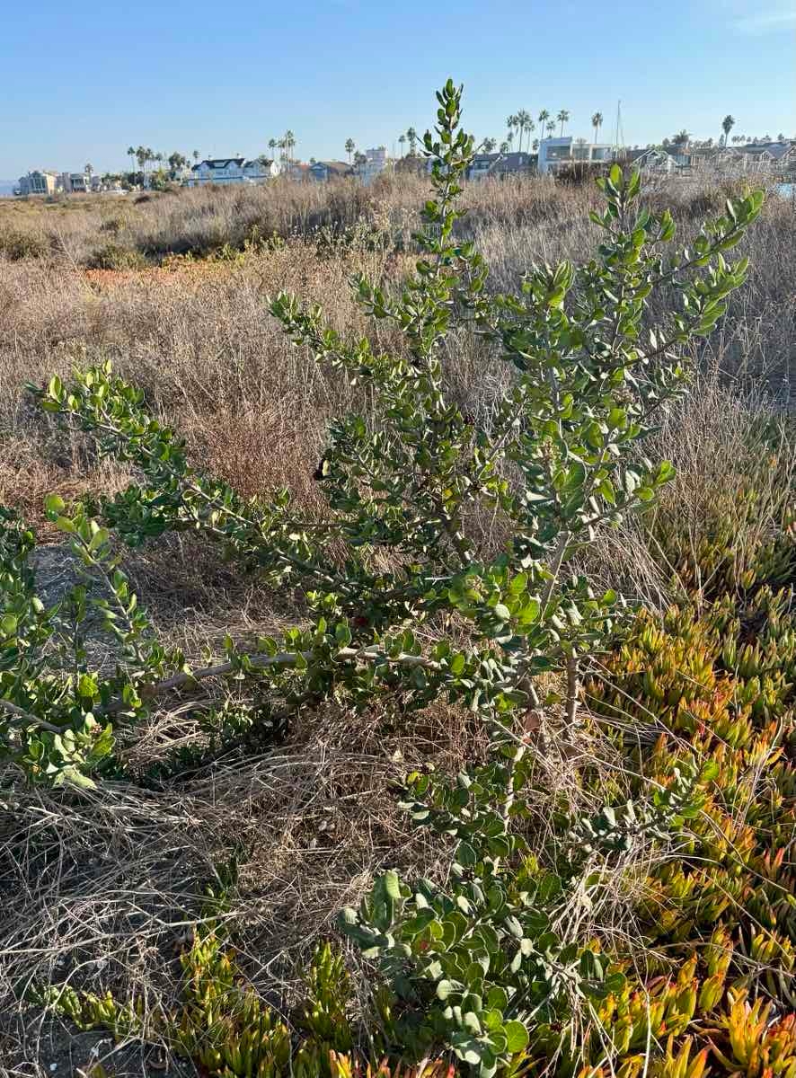 Rhus integrifolia