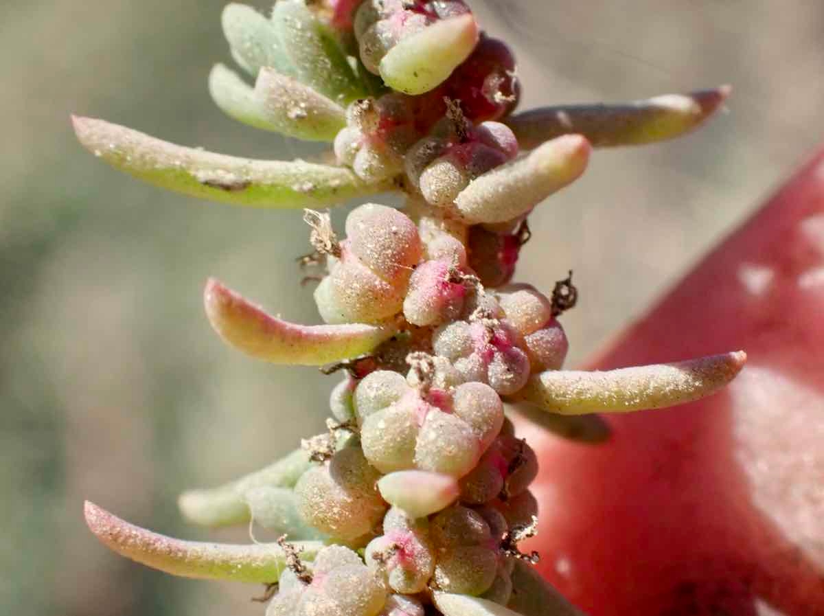 Suaeda californica