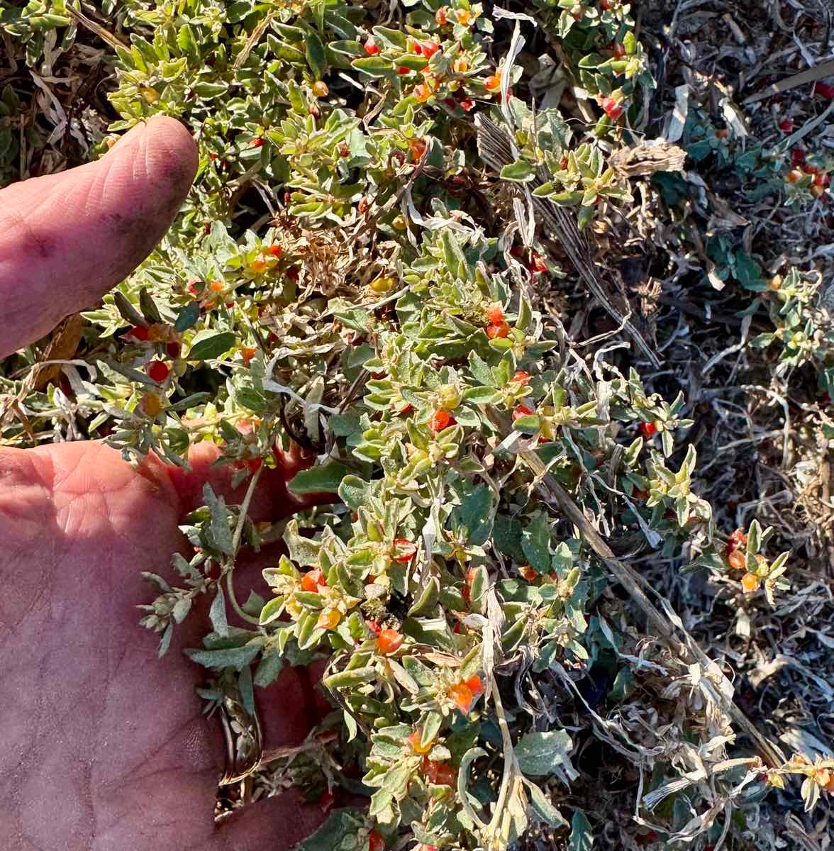 Atriplex semibaccata