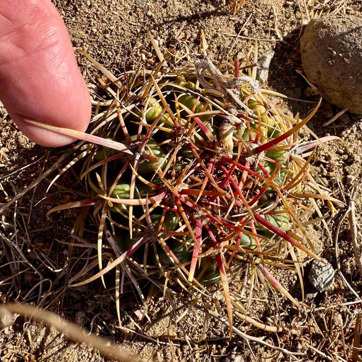 Ferocactus viridescens