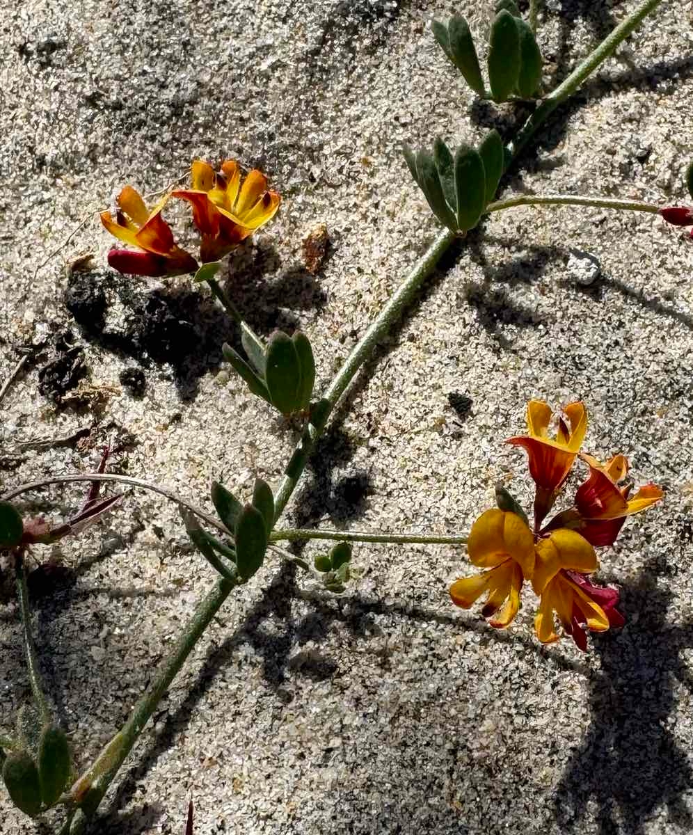 Acmispon prostratus