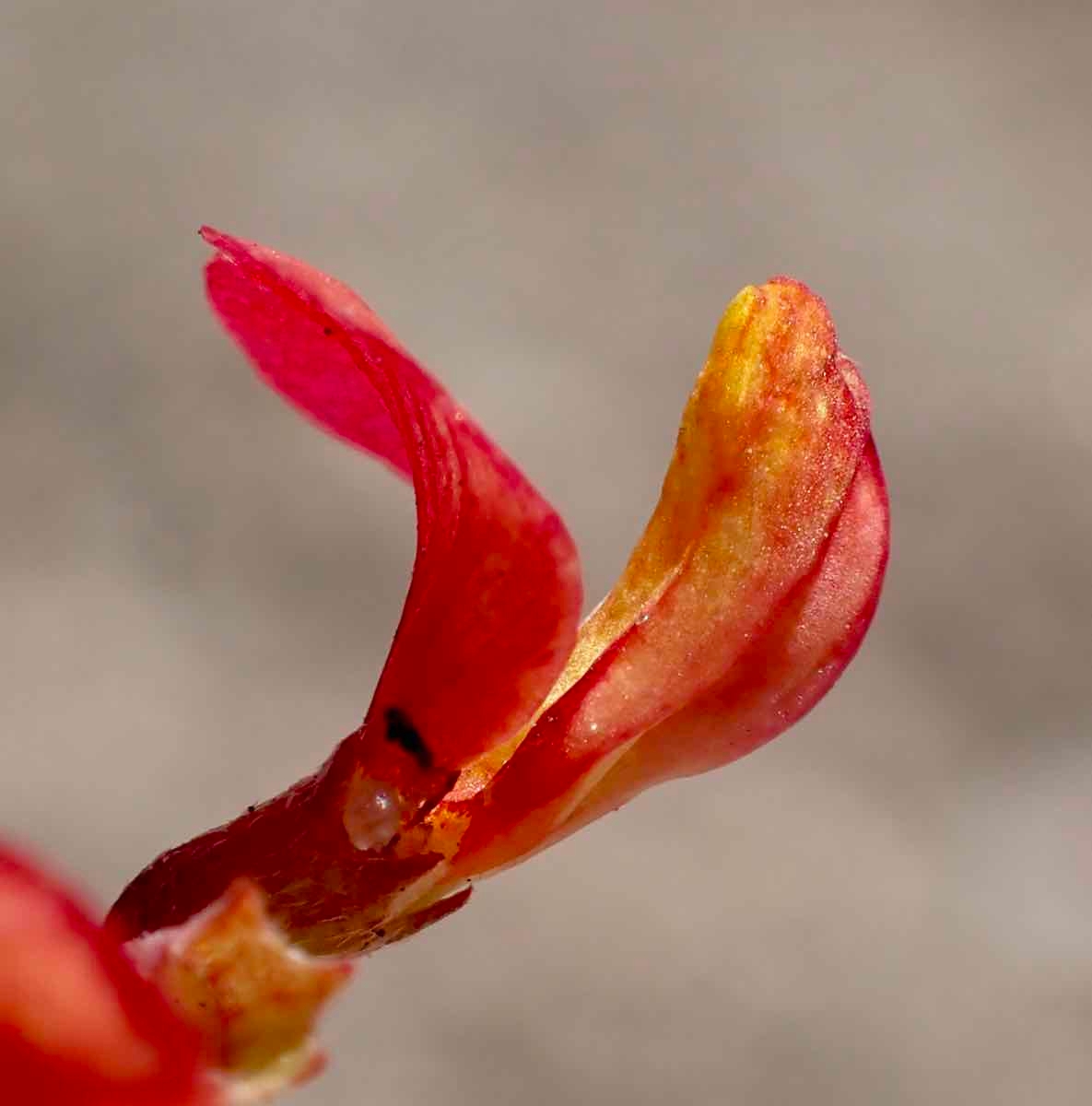 Acmispon prostratus