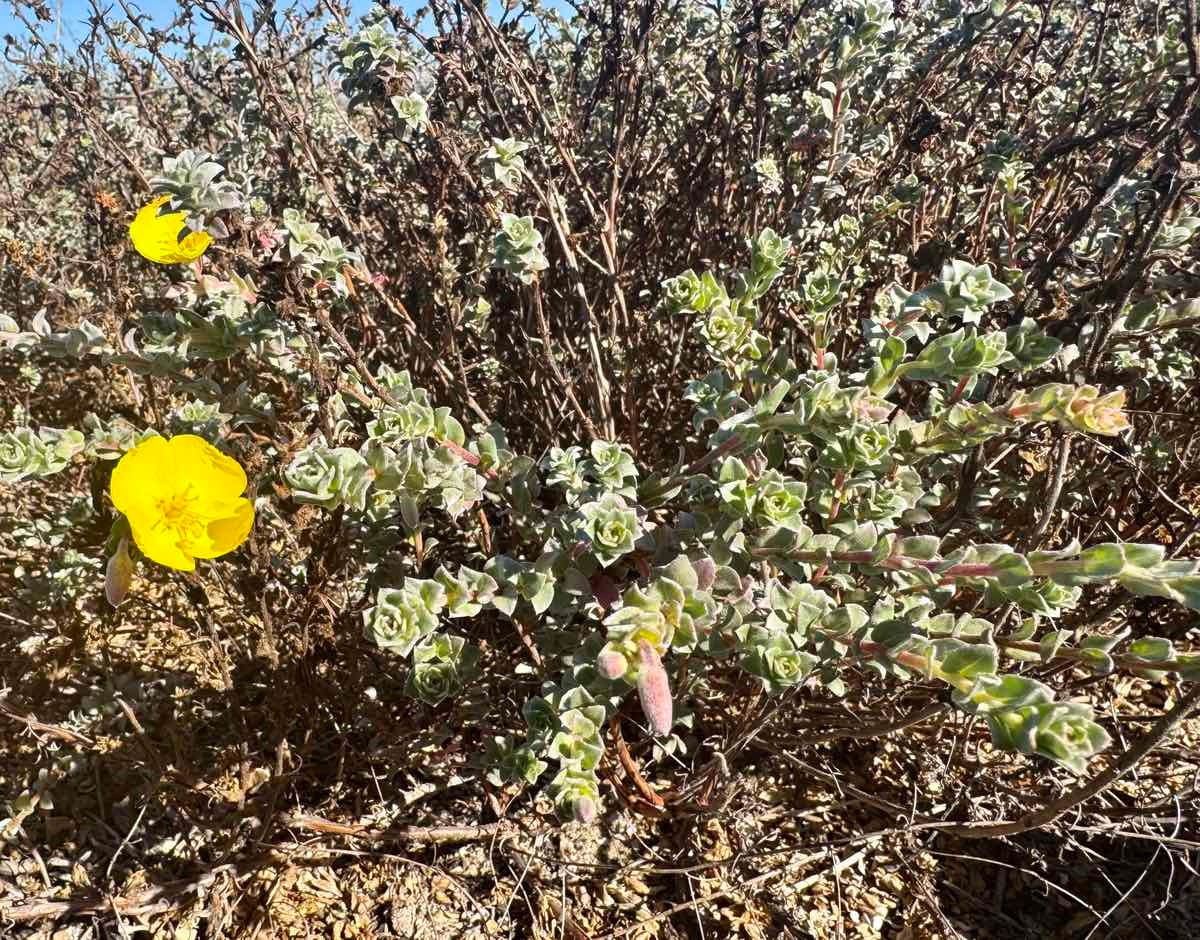 Camissoniopsis cheiranthifolia ssp. suffruticosa