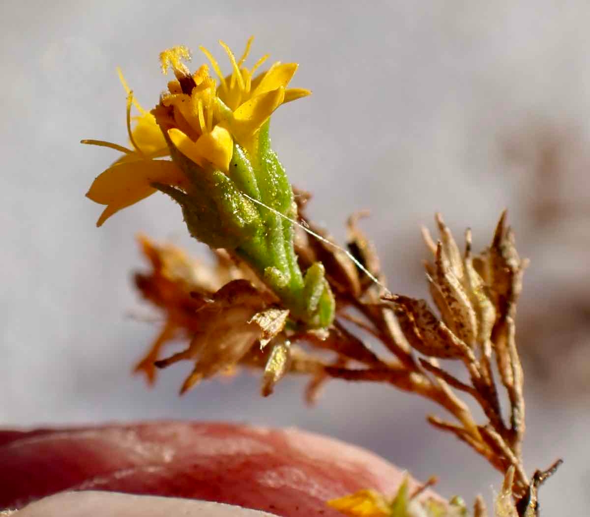 Deinandra fasciculata