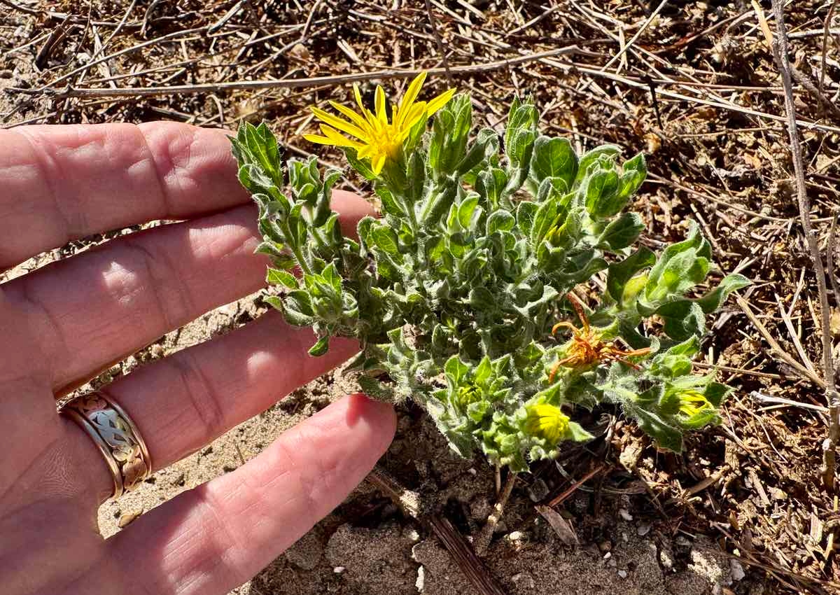 Heterotheca sessiliflora ssp. sessiliflora