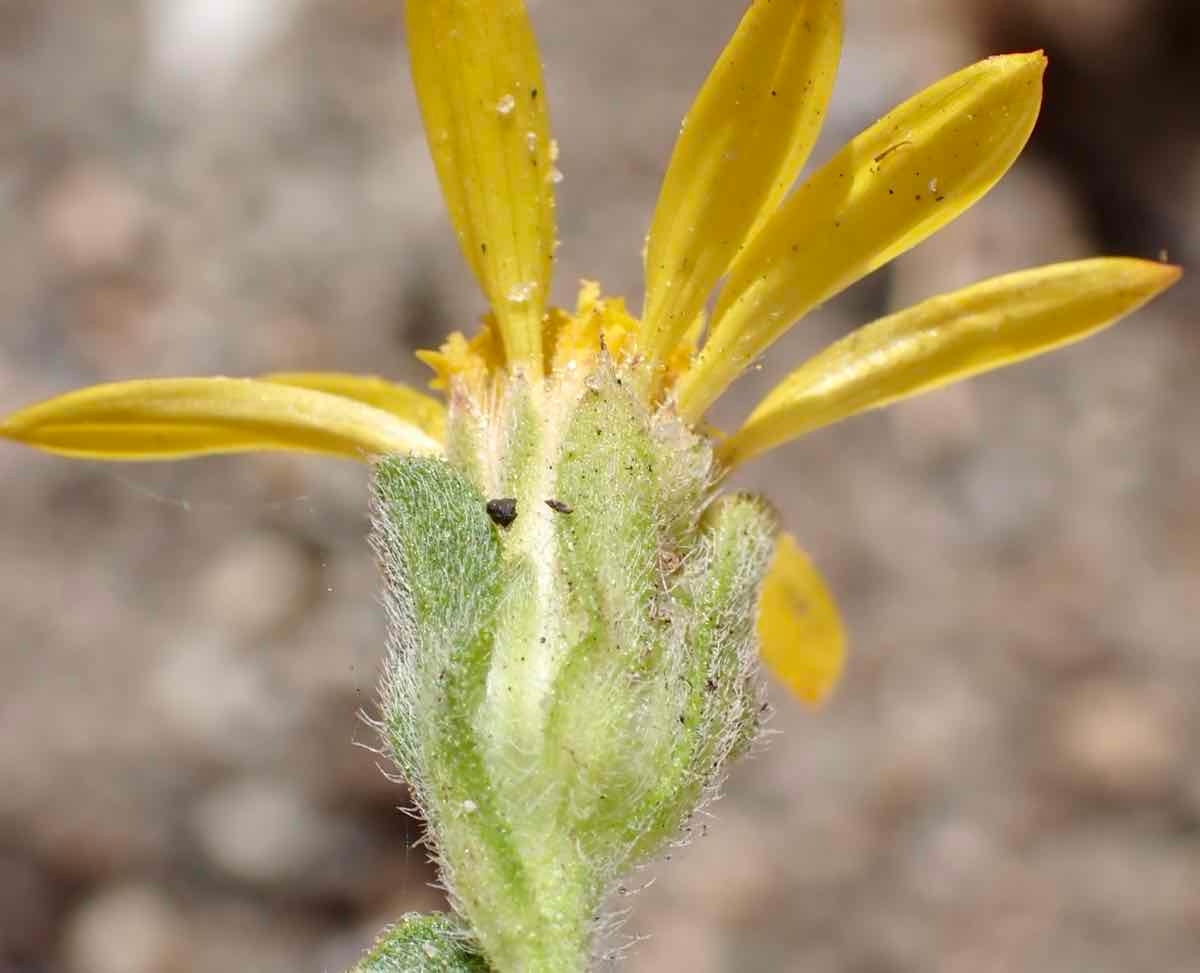 Heterotheca sessiliflora ssp. sessiliflora