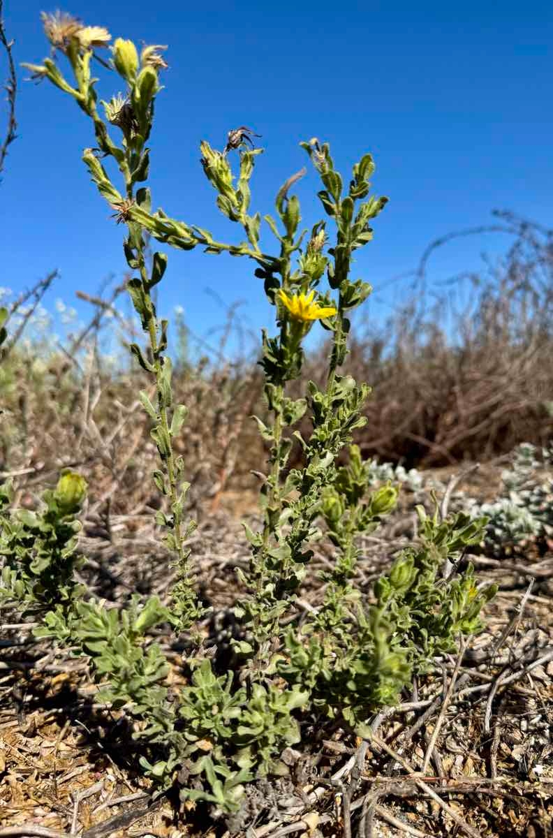 Heterotheca sessiliflora ssp. sessiliflora