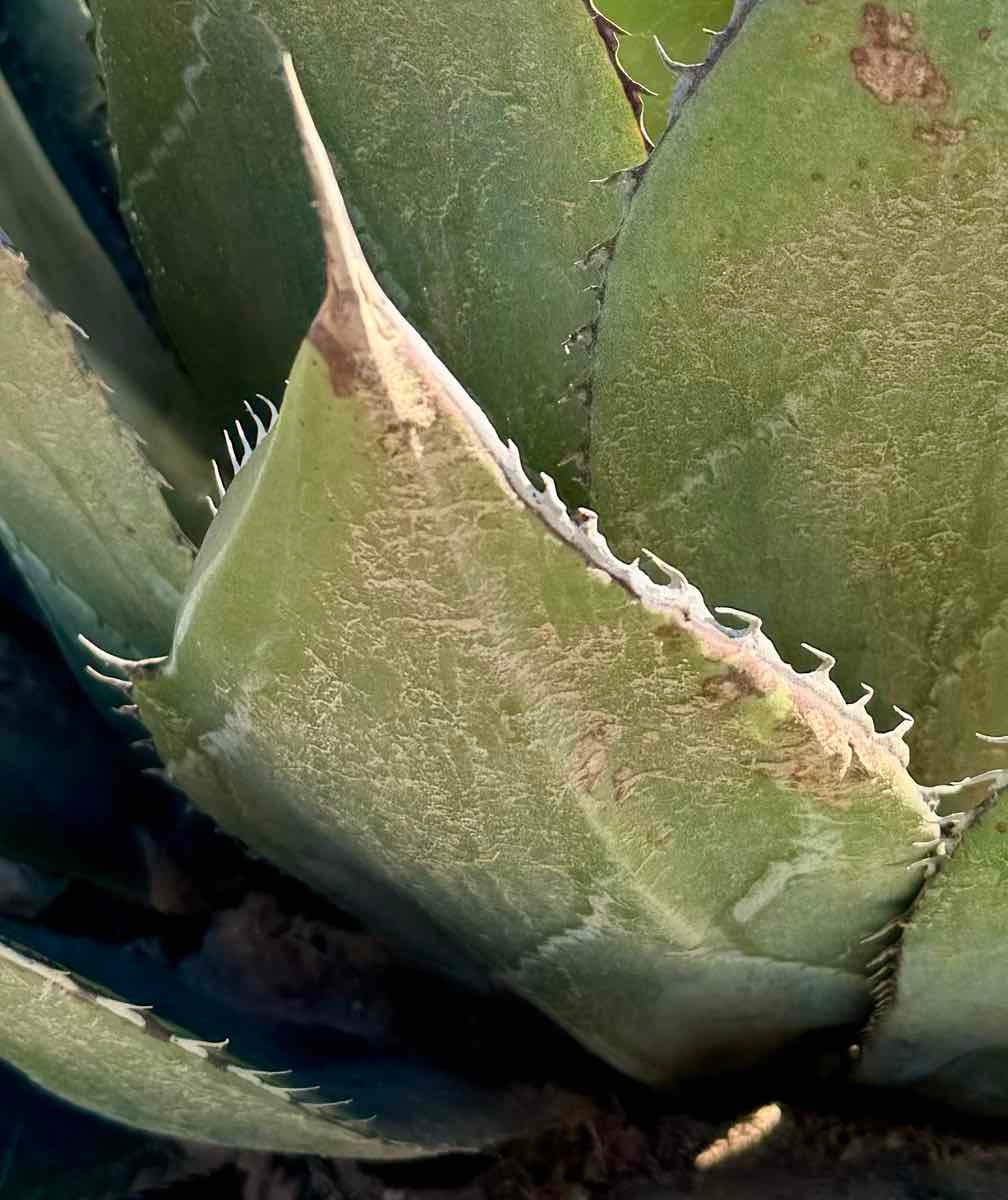 Agave shawii var. shawii