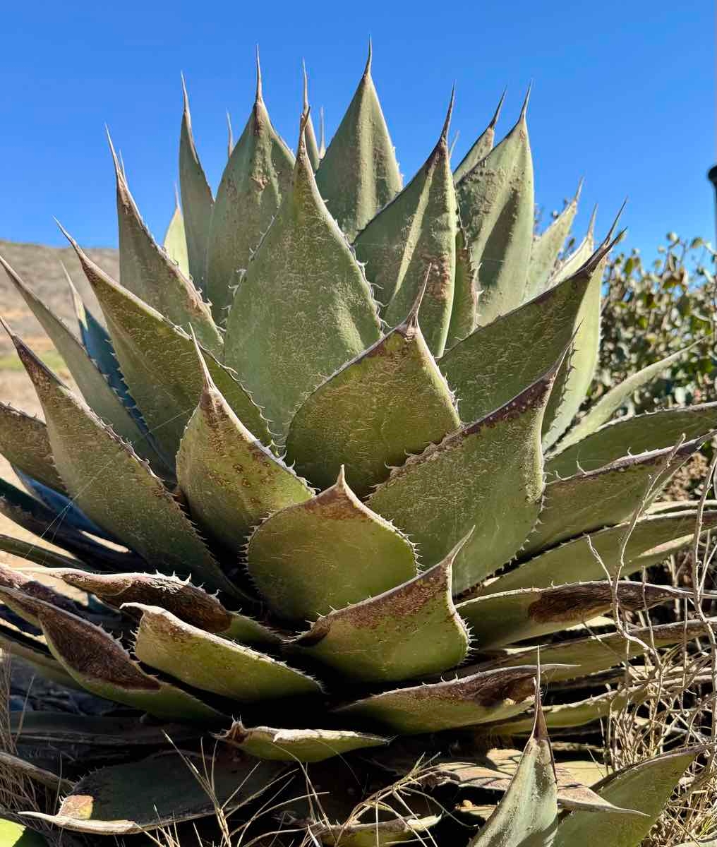 Agave shawii var. shawii