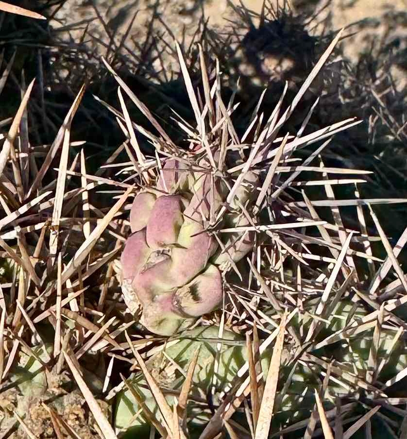 Cylindropuntia prolifera