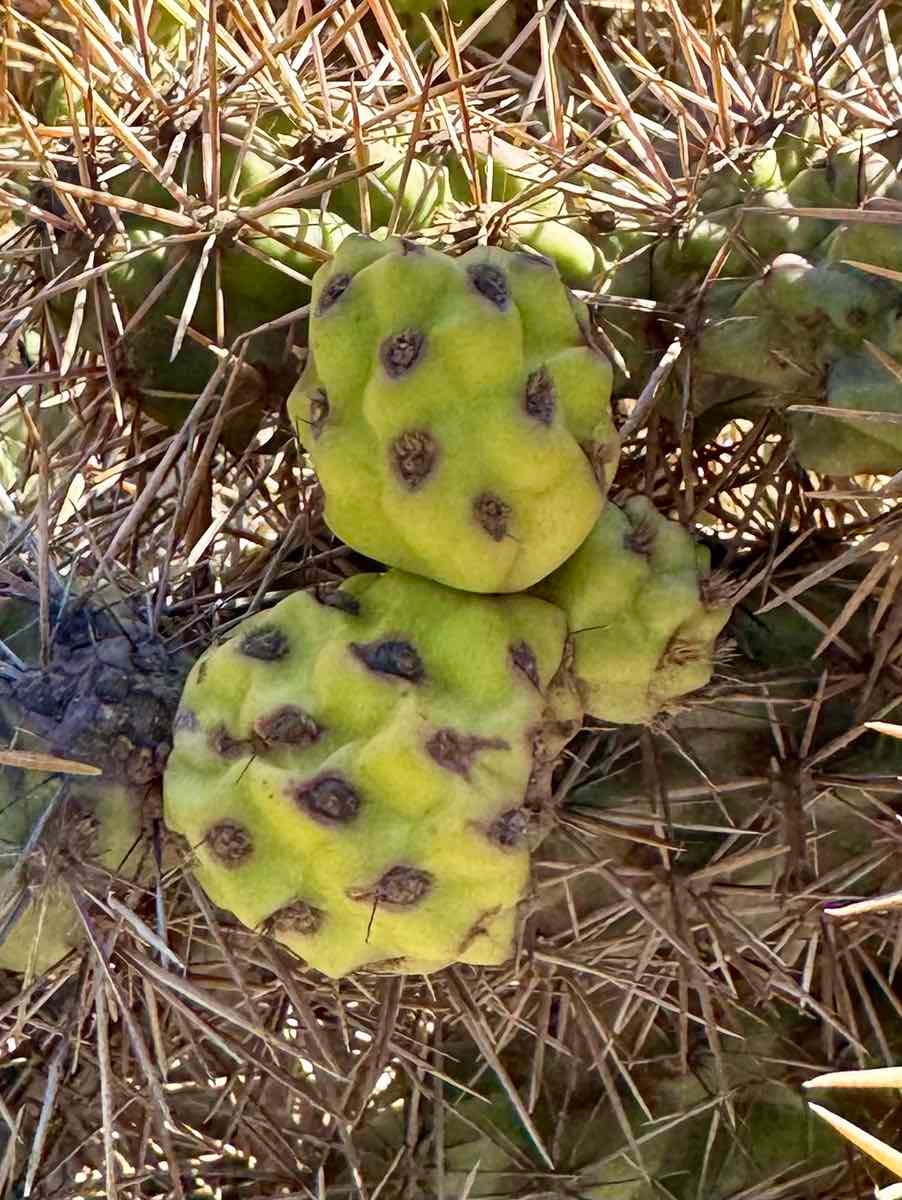 Cylindropuntia prolifera