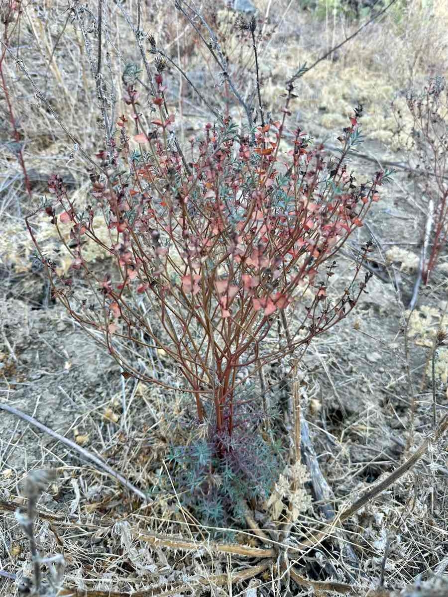 Euphorbia terracina