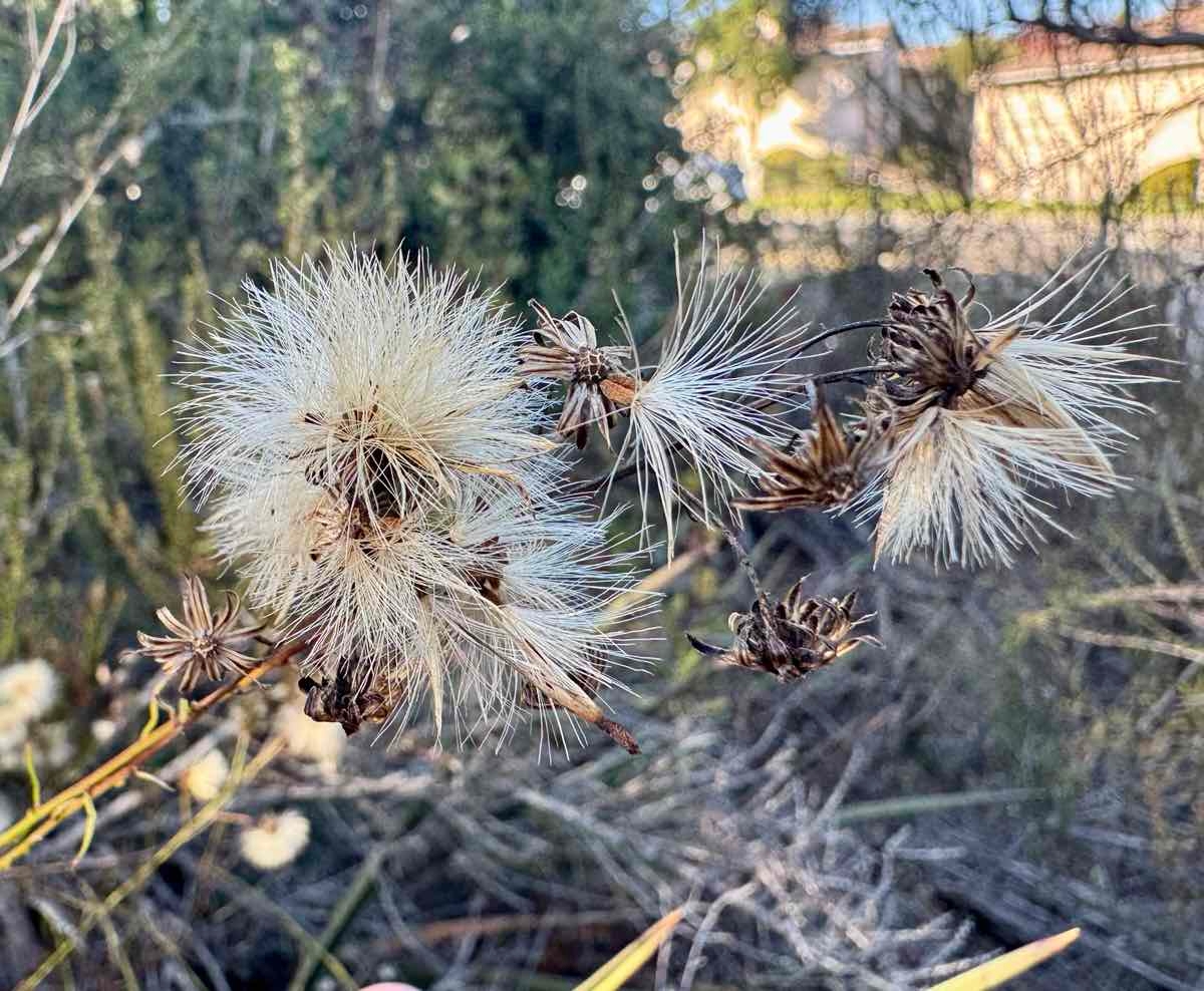 Baccharis vanessae