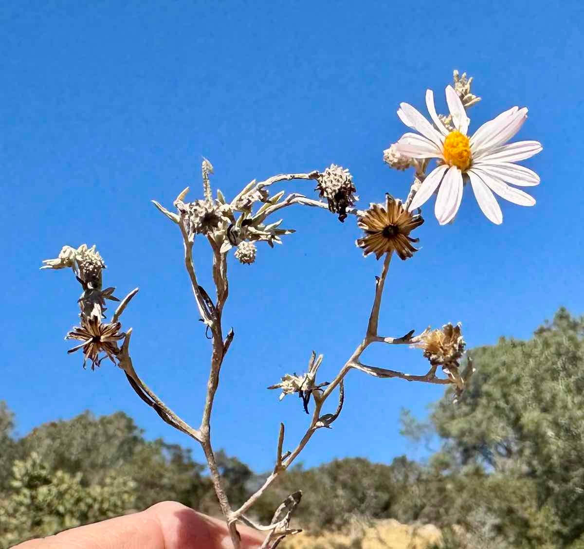 Corethrogyne filaginifolia var. linifolia