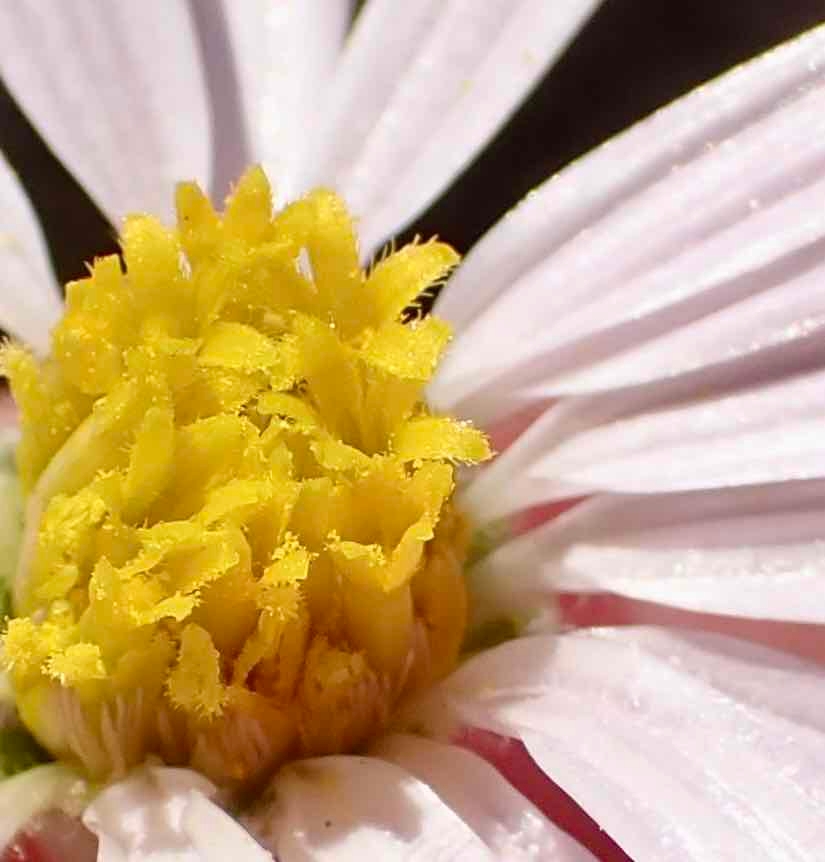 Corethrogyne filaginifolia var. linifolia