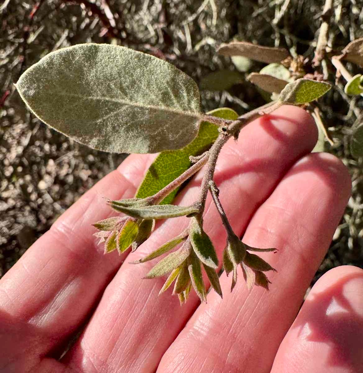 Arctostaphylos glandulosa ssp. crassifolia