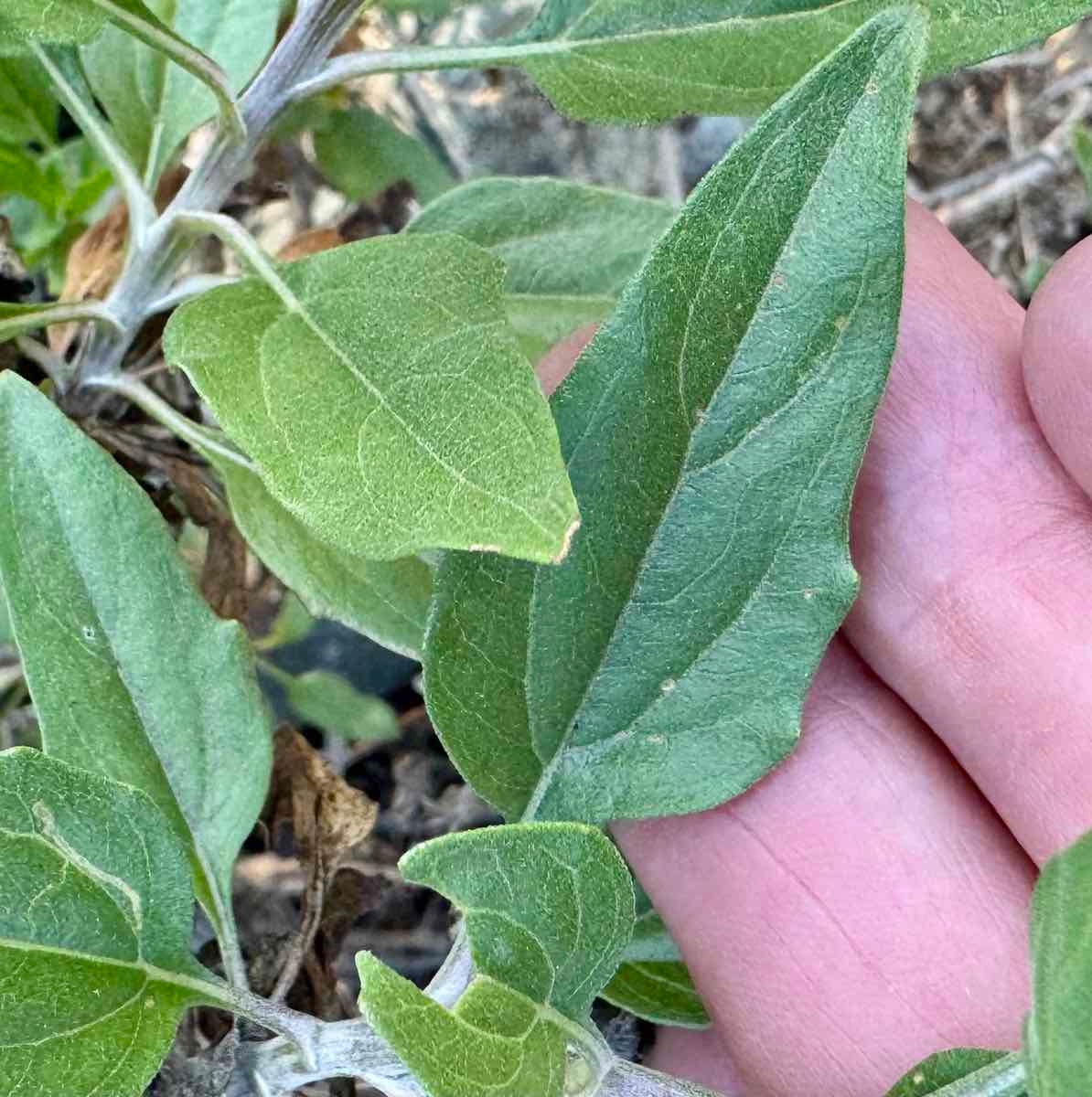 Encelia californica