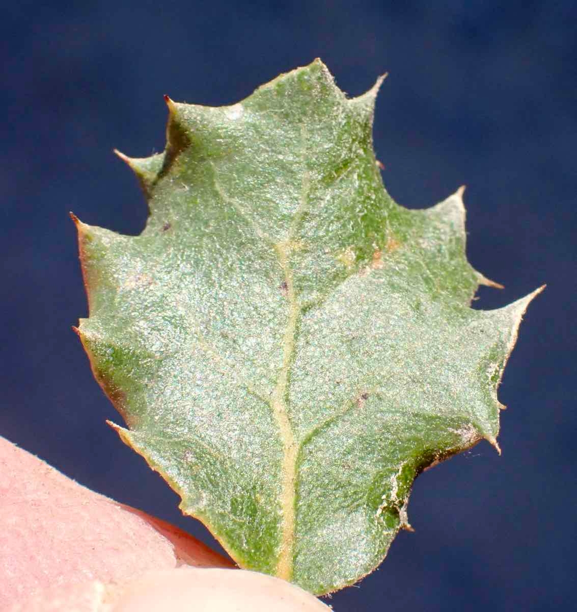 Quercus dumosa