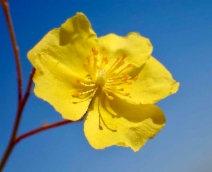 Helianthemum scoparium var. aldersonii