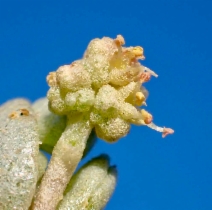 Atriplex watsonii