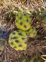 Cylindropuntia prolifera