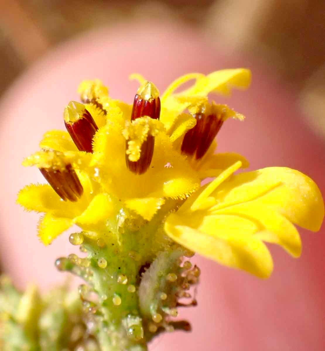 Holocarpha virgata ssp. elongata