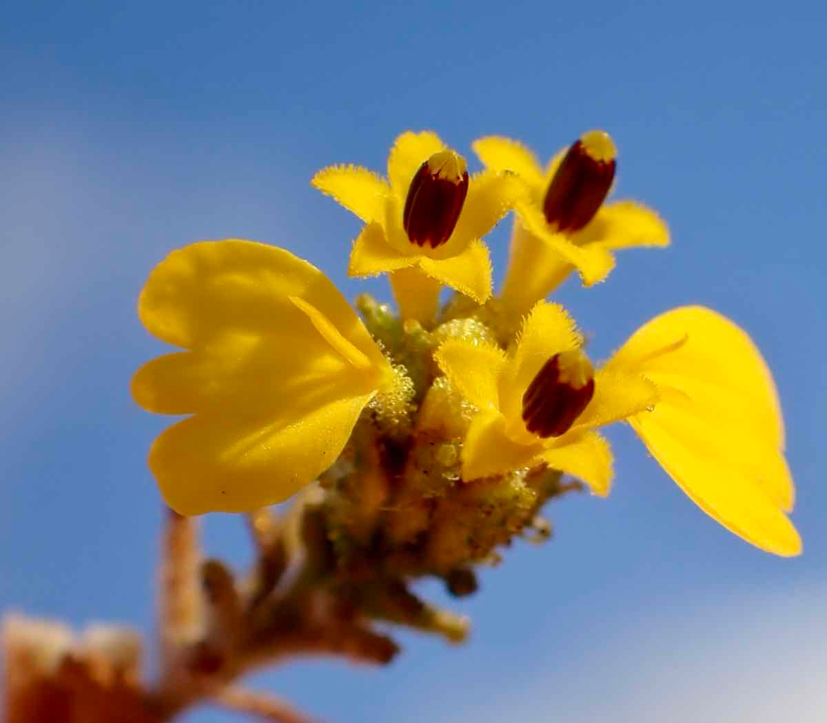 Holocarpha virgata ssp. elongata