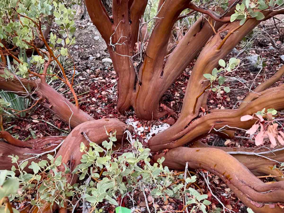 Arctostaphylos glandulosa ssp. gabrielensis