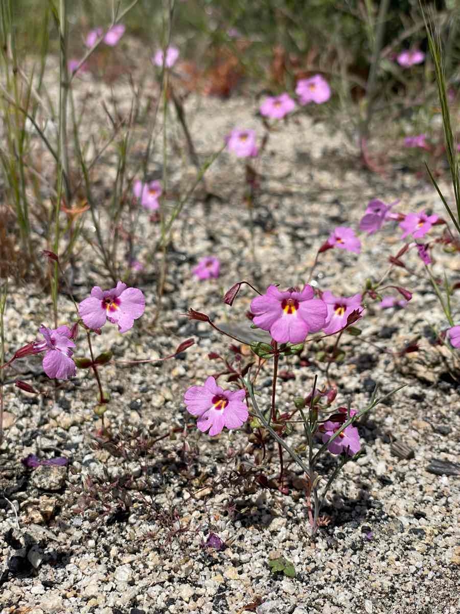 Erythranthe gracilipes