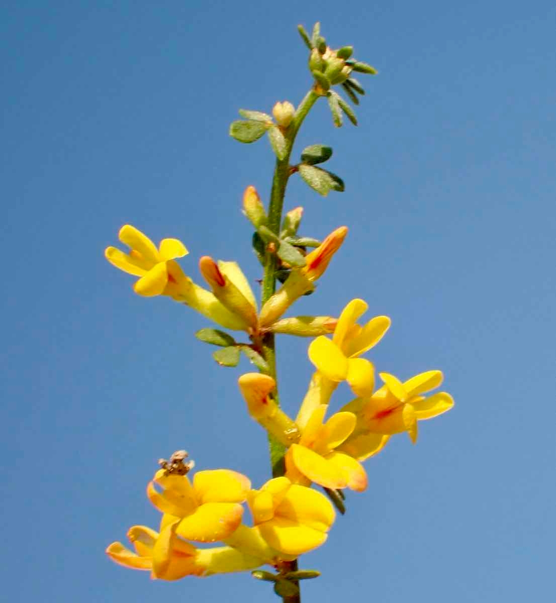 Acmispon glaber var. glaber