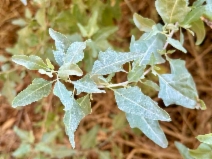 Atriplex lentiformis ssp. lentiformis