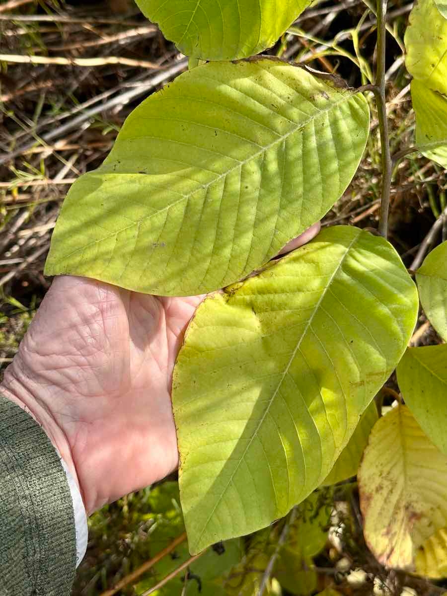 Annona cherimola