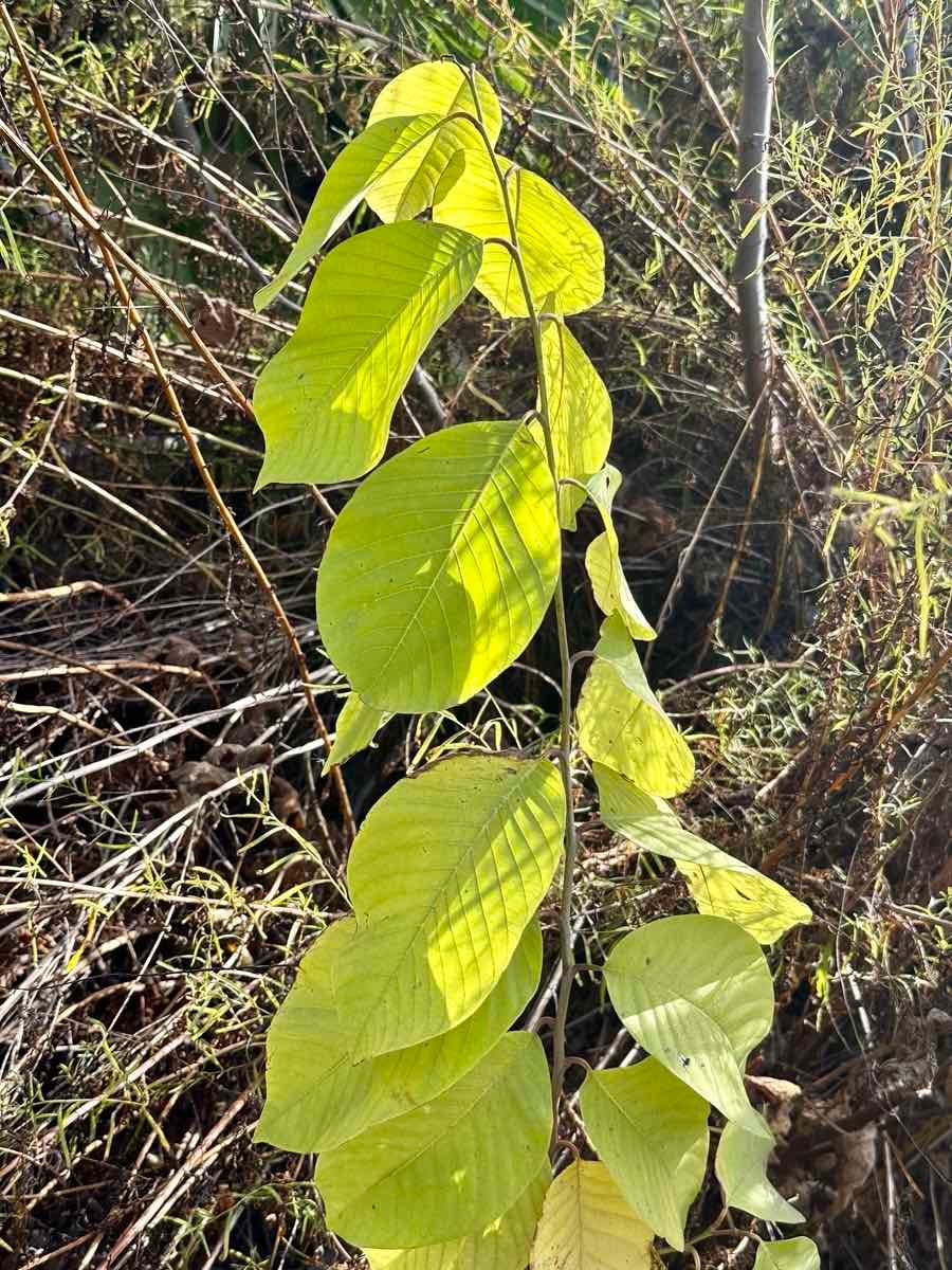 Annona cherimola